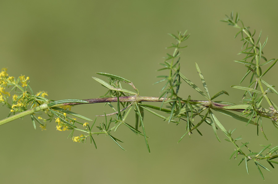 Profumo di ...pulito - Galium verum / Caglio zolfino